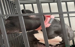 Mixed Breed dogs for sale: Dior  - Image 3