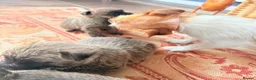 Cairn Terrier dogs for sale: Stunning KC reg cairn terrier pups  - Advert 11