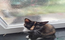 British Shorthair cats for sale: 2 kittens looking for a house  - Image 4