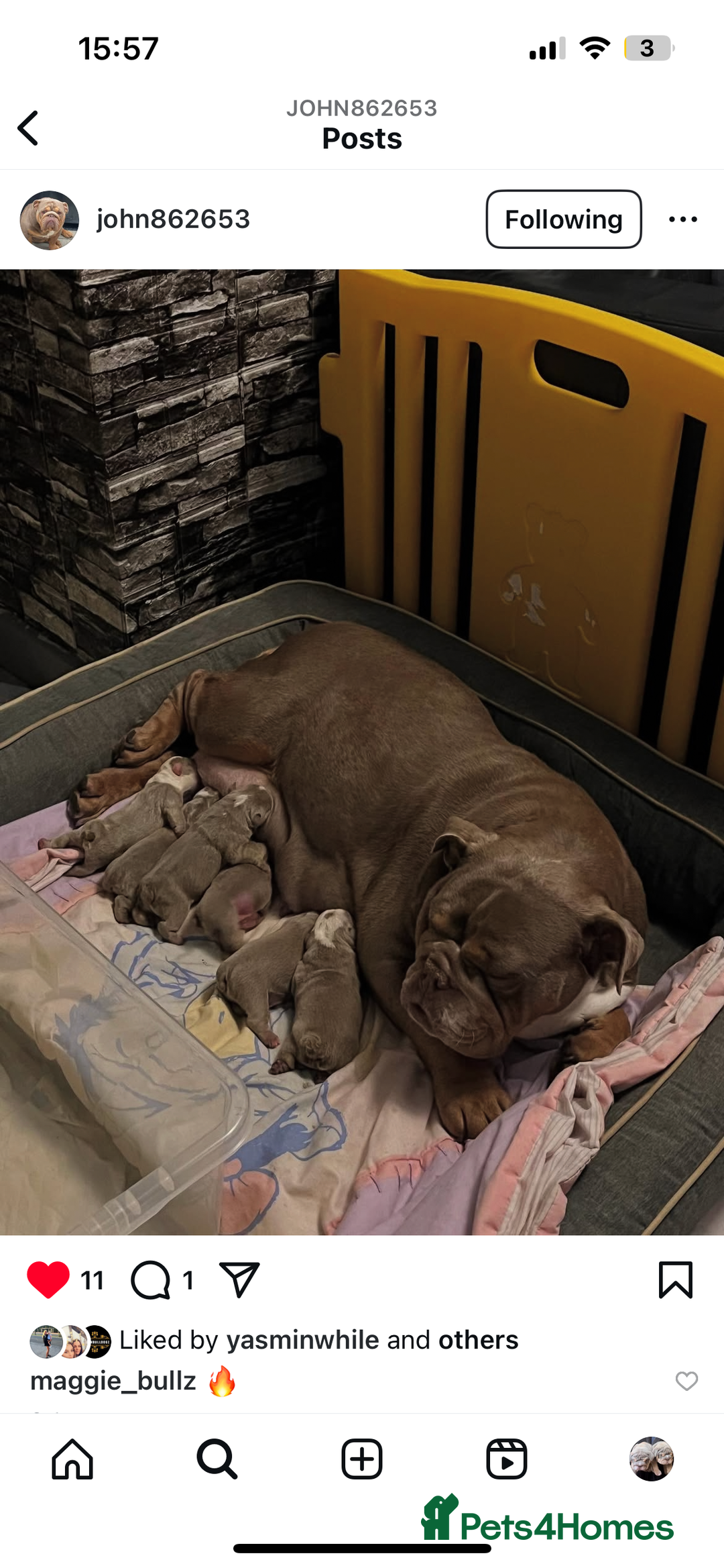 English Bulldog dogs for sale: English bulldog bible John lines  - Image 2