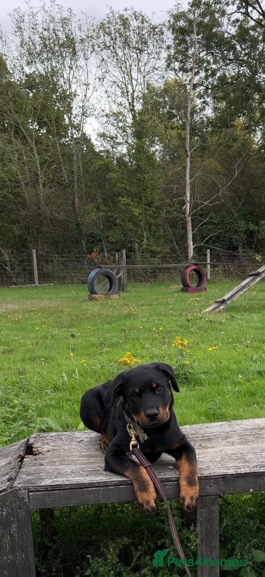Rottweiler dogs for sale: 5 month old rottweiler - Advert 11