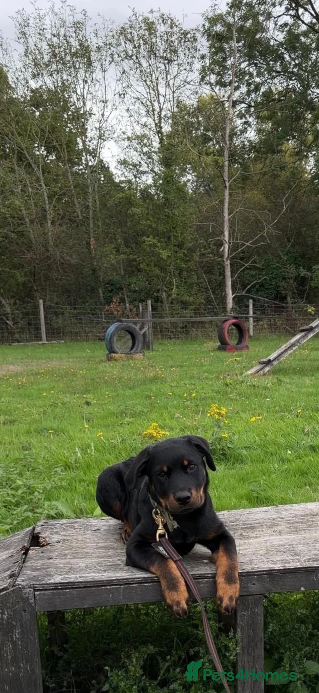 Rottweiler dogs for sale: 5 month old rottweiler - Advert 1