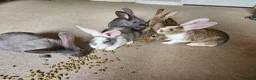 Continental Giant rabbits for sale: Continental giant rabbits - Advert 5