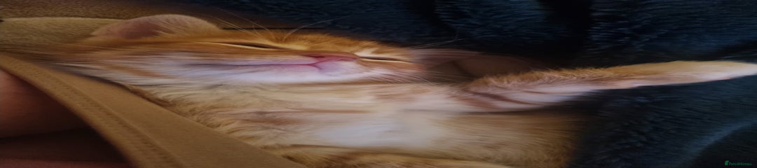 Mixed Breed Kitten 3