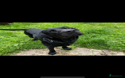 Labrador Retriever dogs for stud: FOR STUD. HANDSOME PROVEN LABRADOR  - Image 3