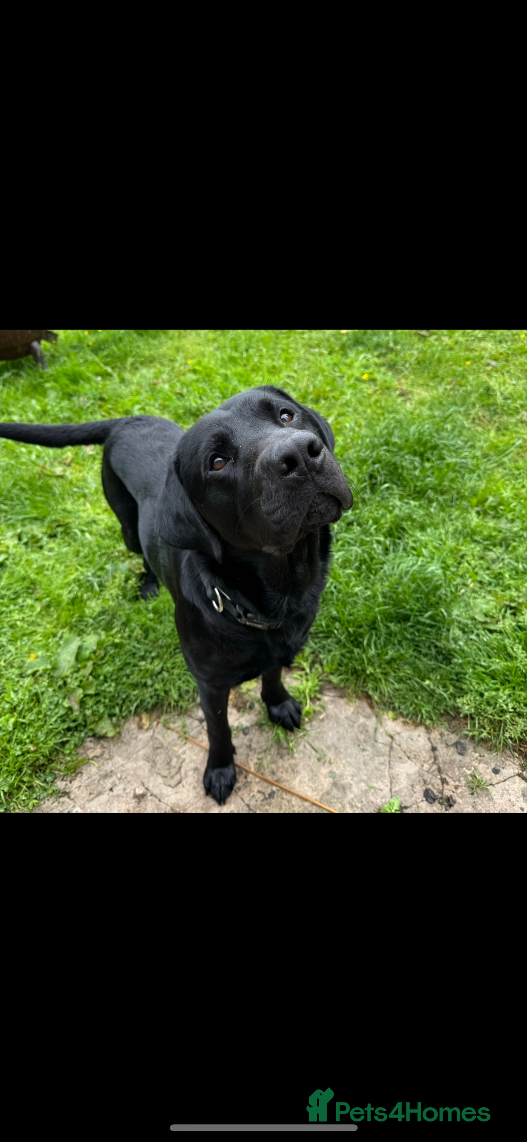 Labrador Retriever dogs for stud: FOR STUD. HANDSOME PROVEN LABRADOR  - Image 3