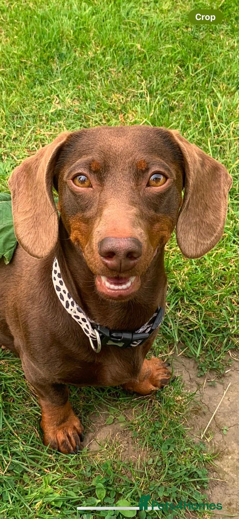 Dachshund dogs Miniature Dachshund Puppies - Advert 1