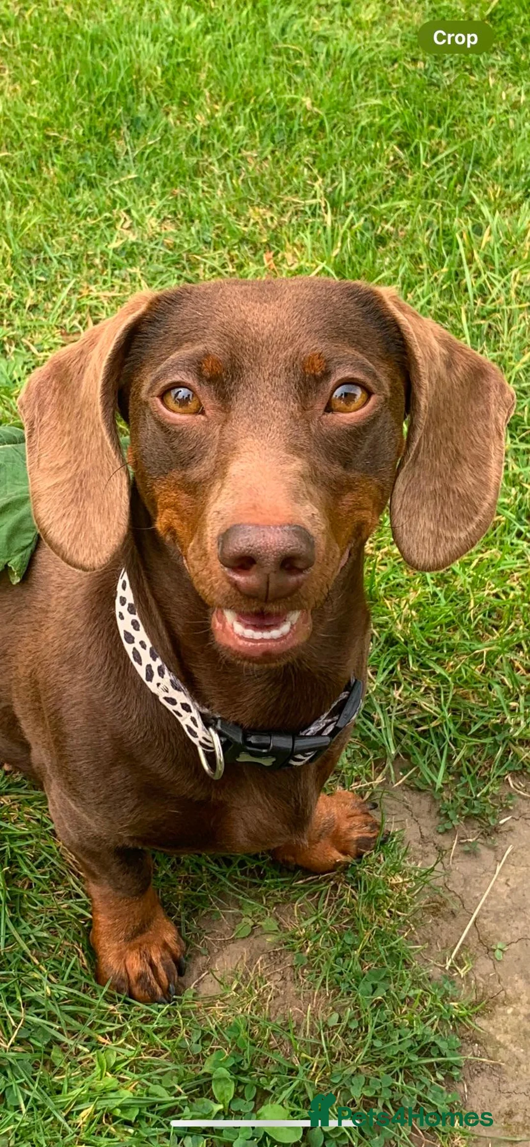 Dachshund dogs for sale: Miniature Dachshund Puppies in Bridgend - Advert 1