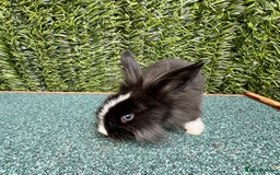Mini Lion Lop rabbits for sale: Adorable Mini Lion Lops - Image 1