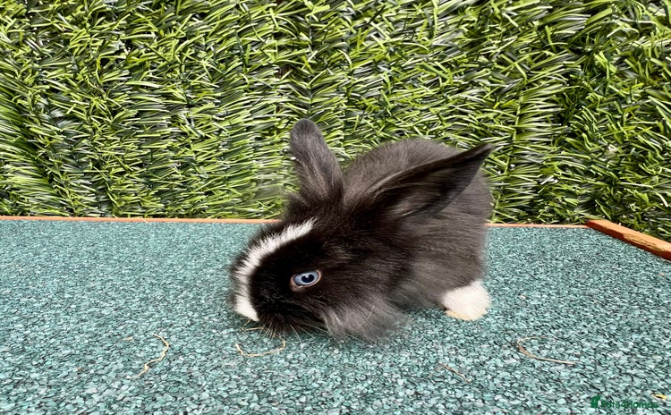 Mini Lion Lop rabbits - Advert 2