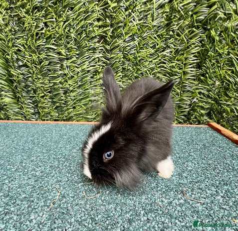 Mini Lion Lop rabbits - Advert 5