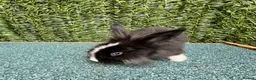 Mini Lion Lop rabbits for sale: Adorable Mini Lion Lops - Advert 3