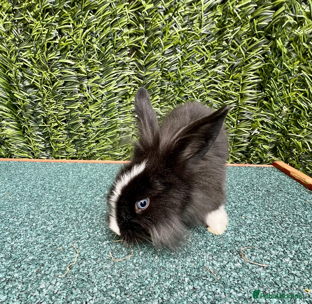 Mini Lion Lop rabbits for sale: Adorable Mini Lion Lops - Advert 3
