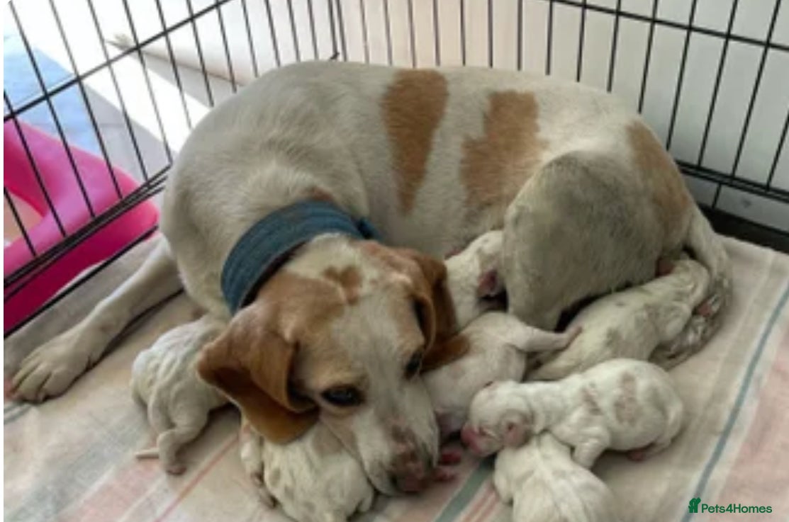 Beagle dogs 8 beautiful beagle  puppies  - Advert 4