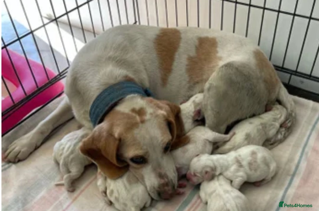 Beagle dogs for sale: 8 beautiful beagle  puppies  - Advert 1