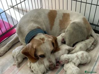 Beagle dogs 8 beautiful beagle puppies - Advert 1