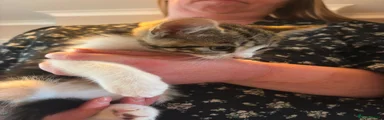 Tabby