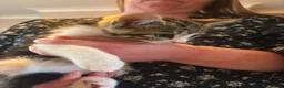 Mixed Breed cats for sale: Litter of 6 beautiful kittens - Advert 5