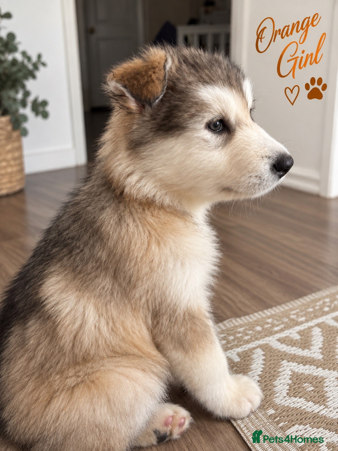 Alaskan Malamute dogs Exceptional pedigree malamute puppies - Advert 2