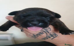 Staffordshire Bull Terrier dogs for sale: The Most Beautiful Staffy Puppies - Image 1
