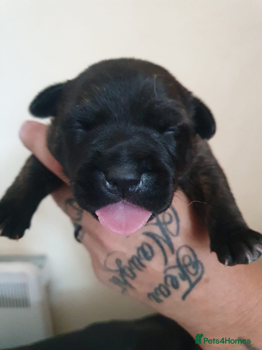 Staffordshire Bull Terrier dogs for sale: The Most Beautiful Staffy Puppies - Image 1