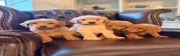 Goldendoodle dogs for sale: Super Quality Doodles  - Advert 9