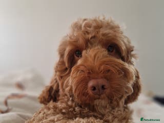 Cockapoo dogs *PROVEN* DNA TESTED F/F Gene Red Cockapoo Stud in Coventry - Advert 1