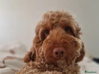 Cockapoo dogs *PROVEN* DNA TESTED F/F Gene Red Cockapoo Stud in Coventry - Advert 10