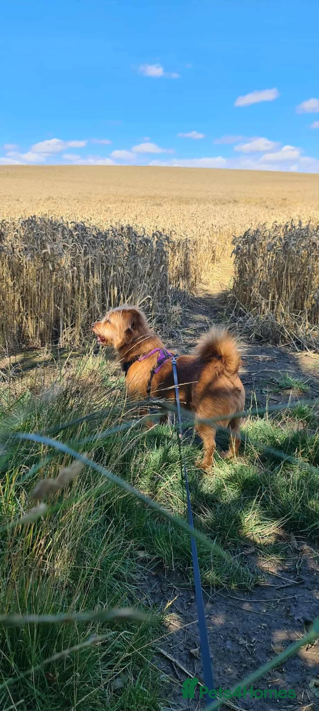 Mixed Breed dogs for adoption: One Eyed Nedd - Advert 2