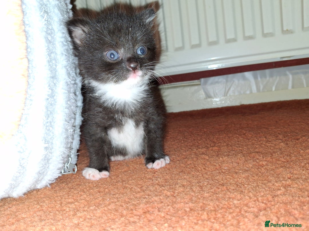 Mixed Breed cats for sale: Beautiful kittens for sale.  - Advert 18