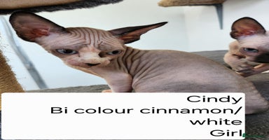 Sphynx cats - Advert 1