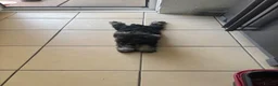 Miniature Schnauzer dogs for sale: Beautiful Miniature Schnauzers  - Advert 5