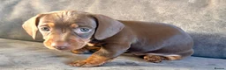 Miniature Dachshund dogs for sale: Chocolate & tan short hair miniature dachshund  - Advert 26
