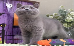 British Shorthair cats for sale: Stunning British Kittens - Image 6