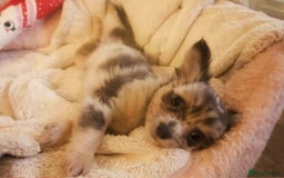 Chihuahua dogs for sale: Merle Chihuahua Puppies Longhaired Apple-head - Advert 16