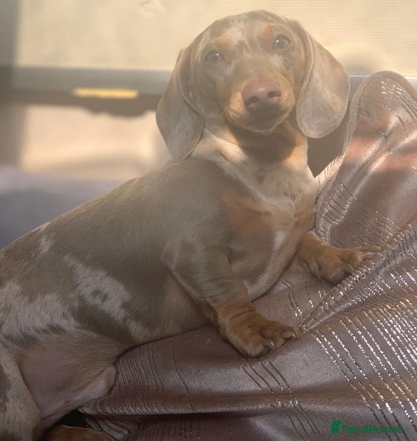 Miniature Dachshund dogs miniature Isabella and tan dapple stud in Willenhall - Advert 9