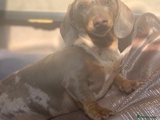 Miniature Dachshund dogs miniature Isabella and tan dapple stud in Willenhall - Advert 19