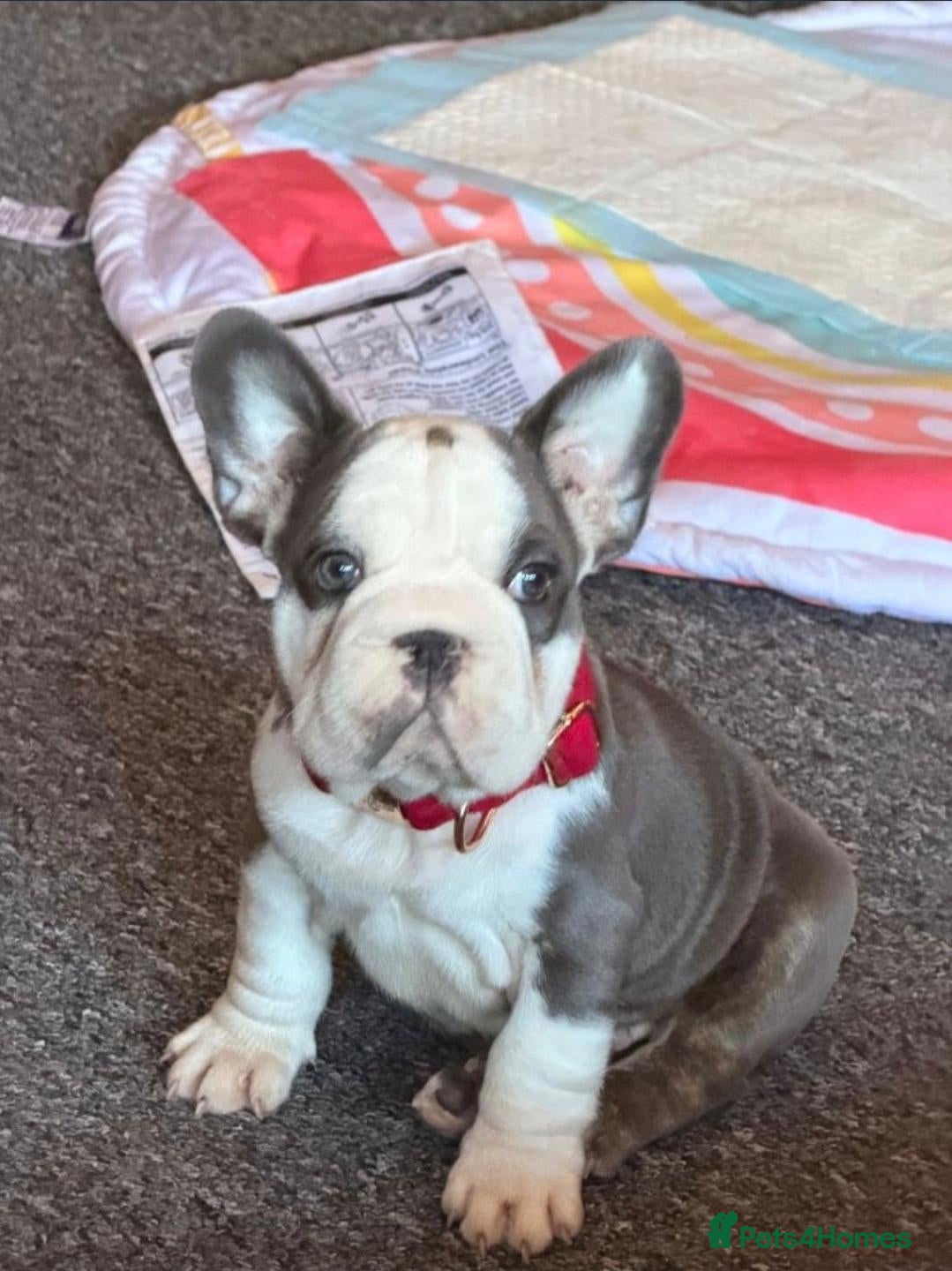 French Bulldog dogs  Mr Hugo - Advert 1