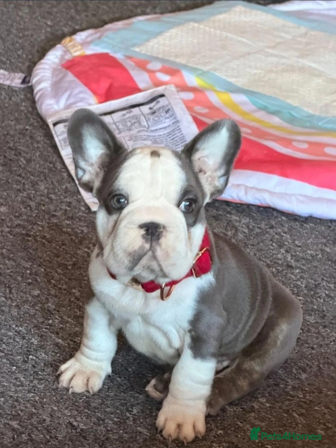 French Bulldog dogs for sale:  Mr Hugo - Advert 1