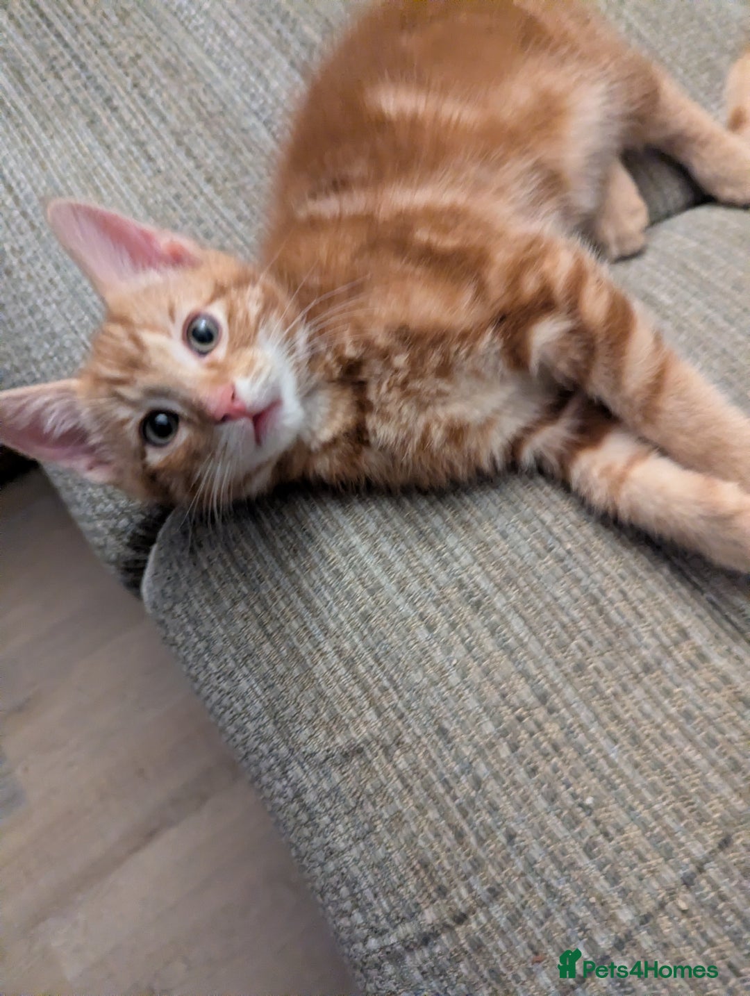 Mixed Breed cats for sale: Gorgeous ginger boys - Advert 13