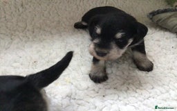 Miniature Schnauzer dogs for sale: Fully Health Tested KC Reg Mini Schnauzer pups - Image 7
