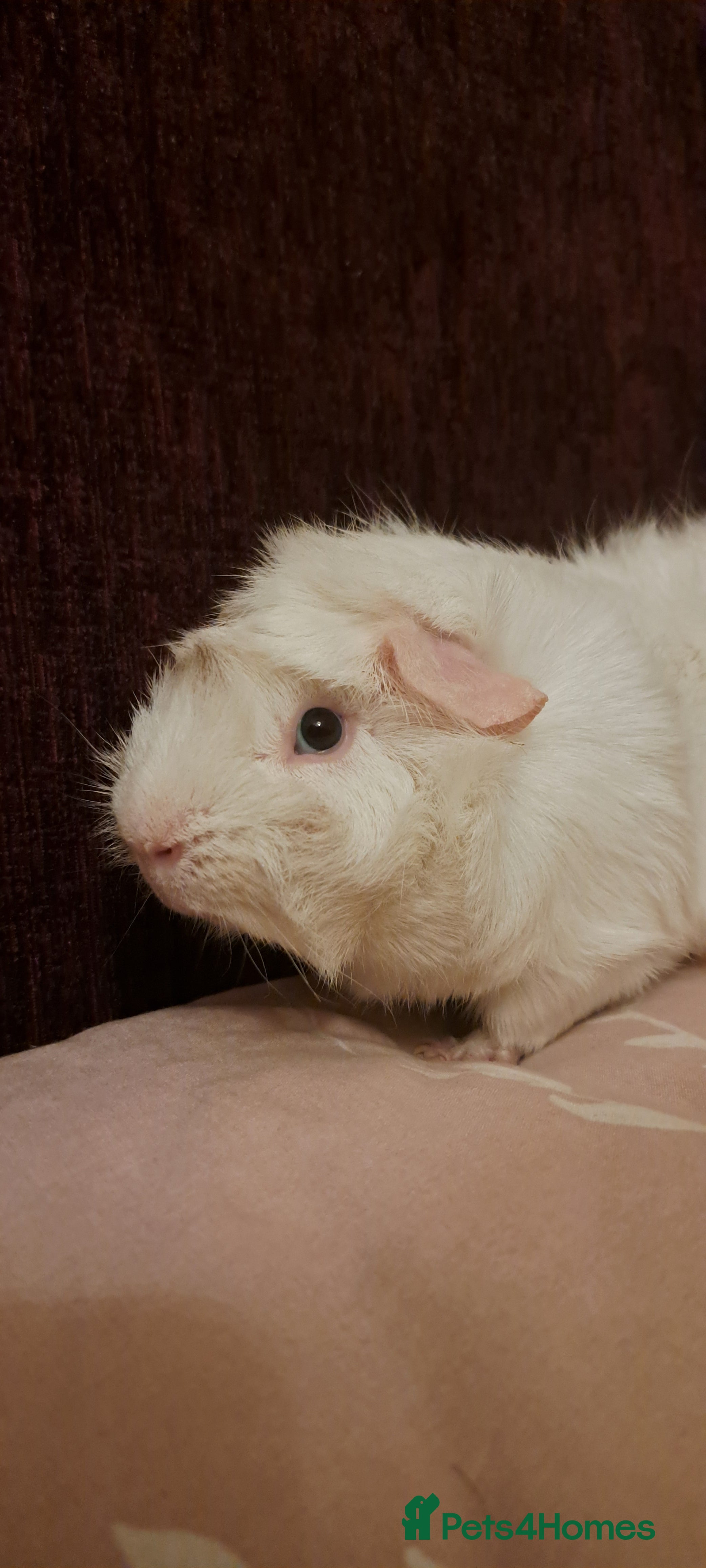Guinea Pig rodents Lovely male guinea pig - Advert 1