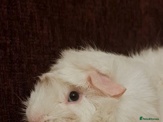 Guinea Pig rodents Lovely male guinea pig - Advert 1