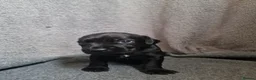 Patterdale Terrier dogs for sale: ❤️🐕Beautiful Patterdale puppies for sale🐕❤️ - Advert 11