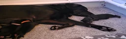 Sheprador dogs for sale: Sheprador Puppies – German Shepherd × Labrador - Advert 35