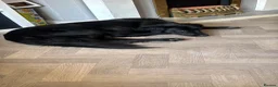 Borador dogs for sale: Male 18 month old Borador in Kenilworth - Advert 3