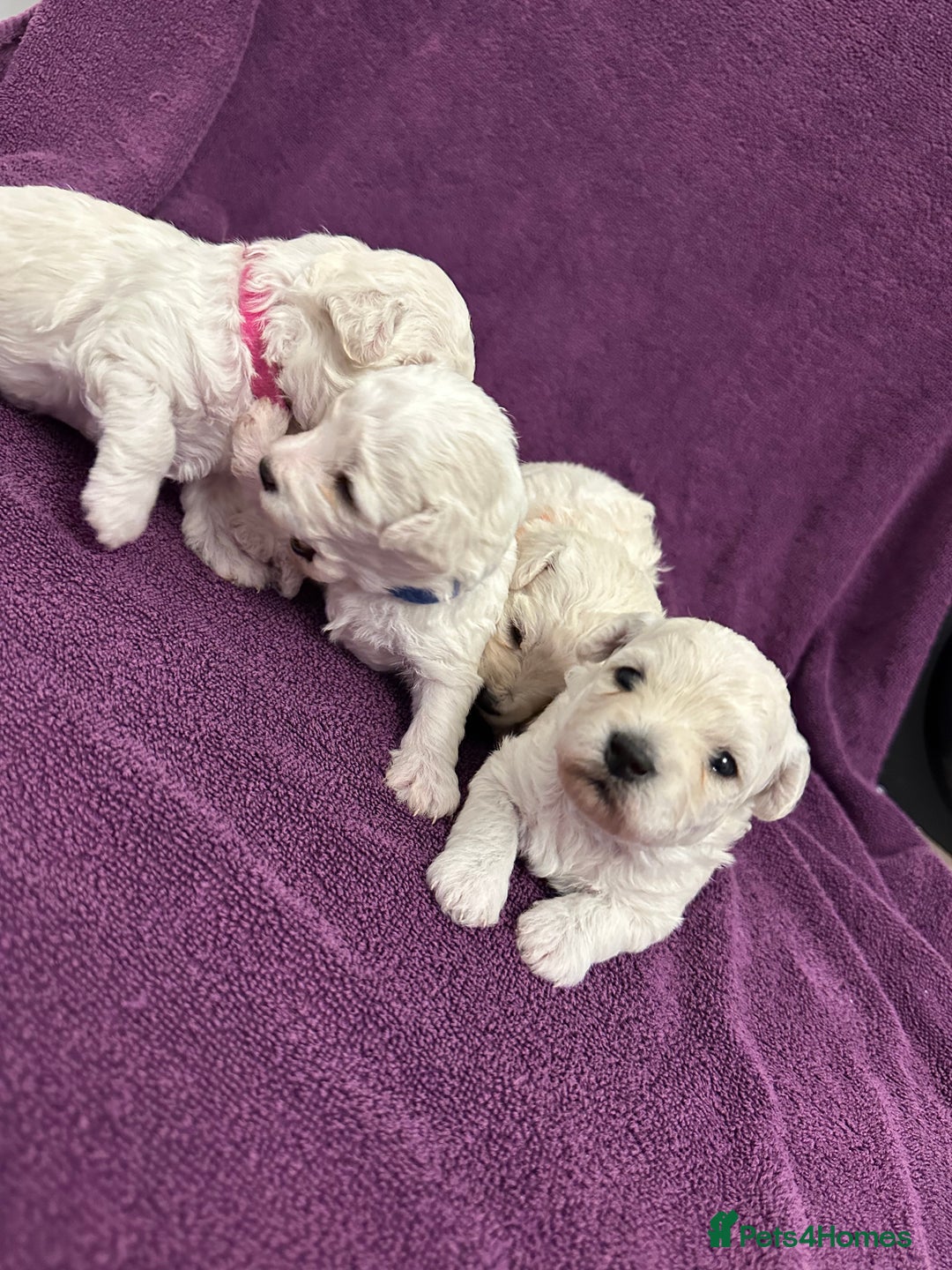 Bichon Frise dogs for sale: ✨ Bichon Frisé Puppies from Champion Bloodlines ✨ - Advert 19