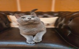 Russian Blue cats for sale: TOP Quality TICA Reg Russian blue kittens - Image 7