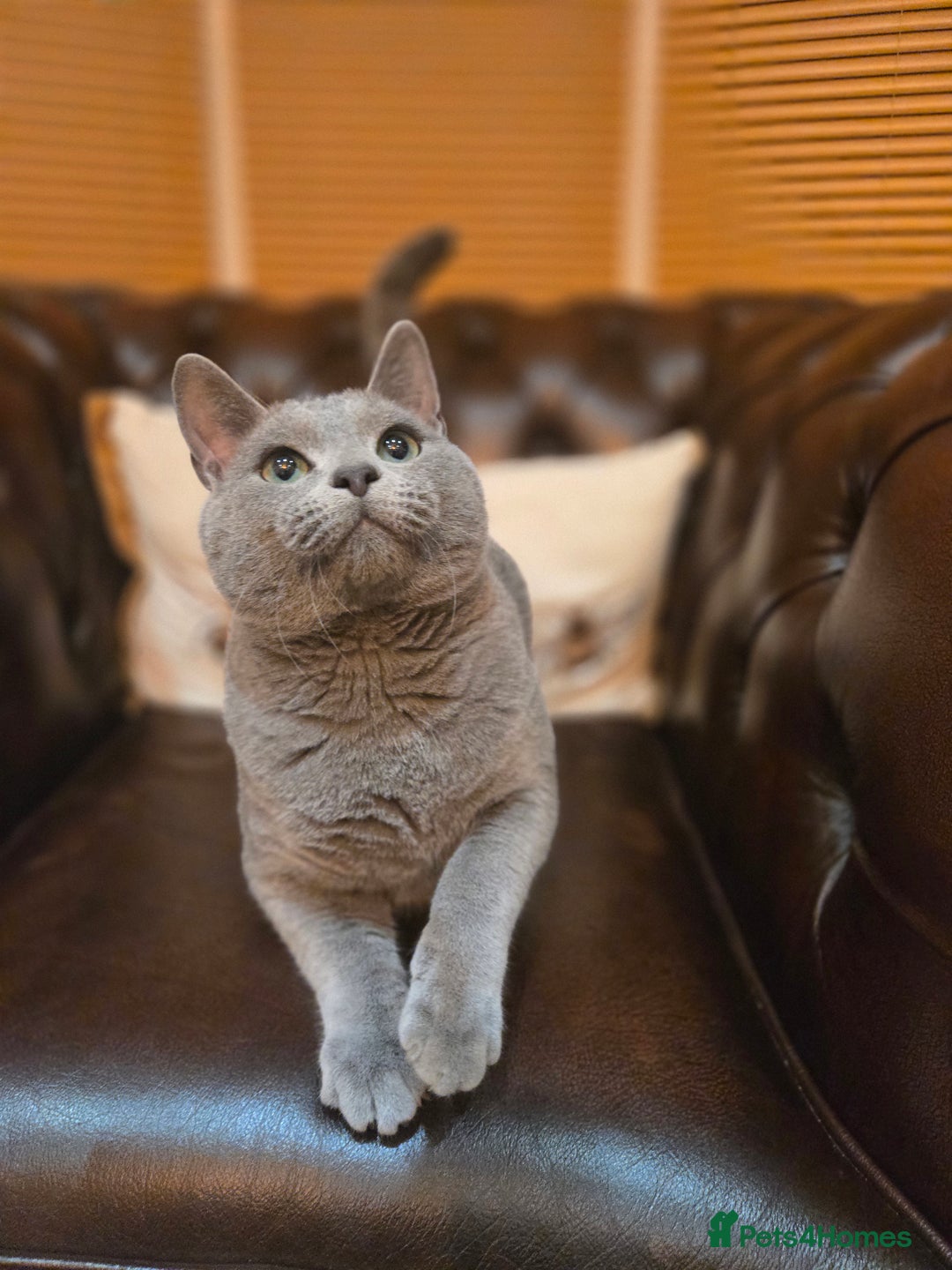 Russian Blue cats for sale: TOP Quality TICA Reg Russian blue kittens - Image 7