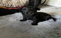 Yorkiepoo dogs for sale: 3 Beautiful Yorkiepoo puppies - Image 3
